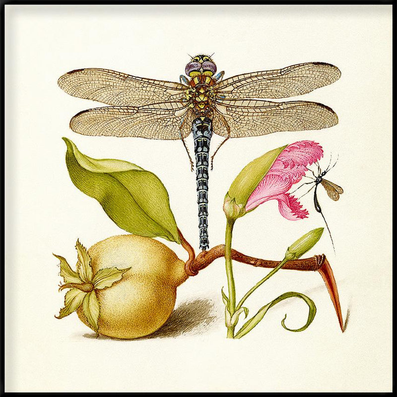 Bilde Dragonfly 61x61