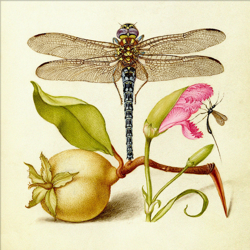 Bilde Dragonfly 61x61