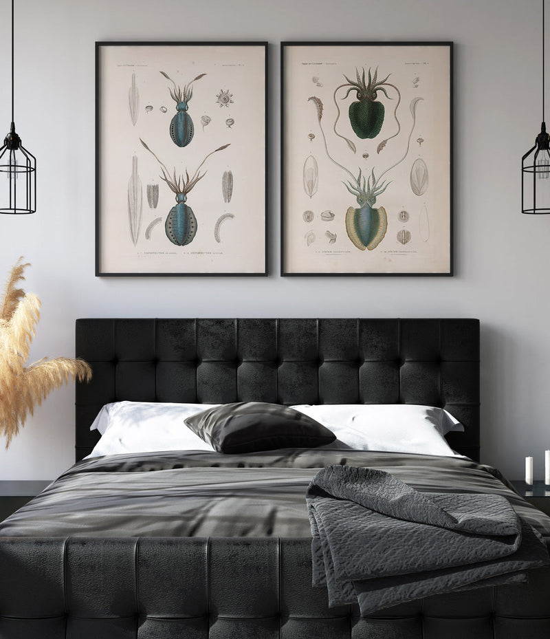 Bilde Mollusques - PL.1