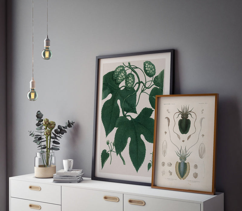 Bilde Mollusques - PL.1