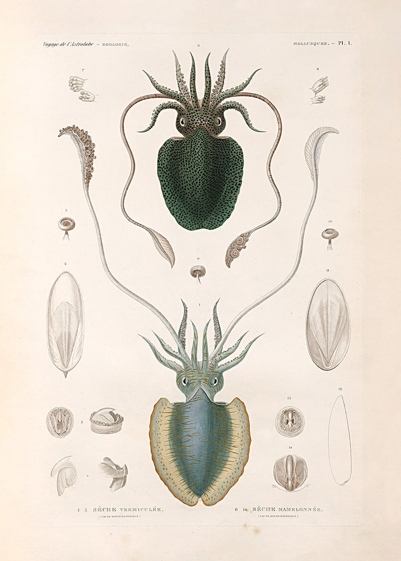 Bilde Mollusques - PL.1