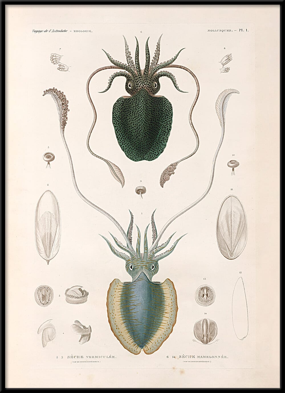 Bilde Mollusques - PL.1 - Hovedbilde