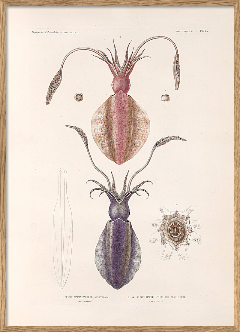 Bilde Mollusques - PL.4