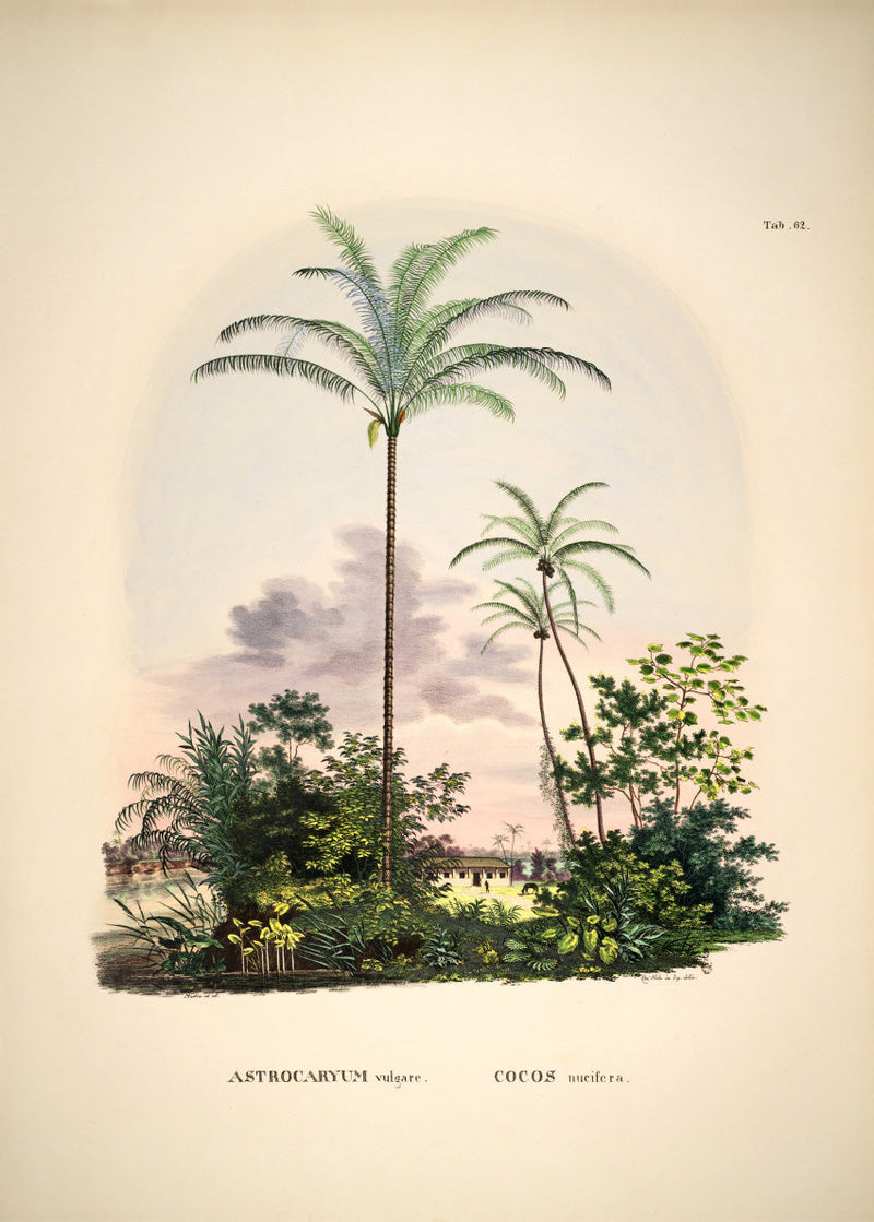 Bilde Astrocaryum vulgare. Cocos nucifera