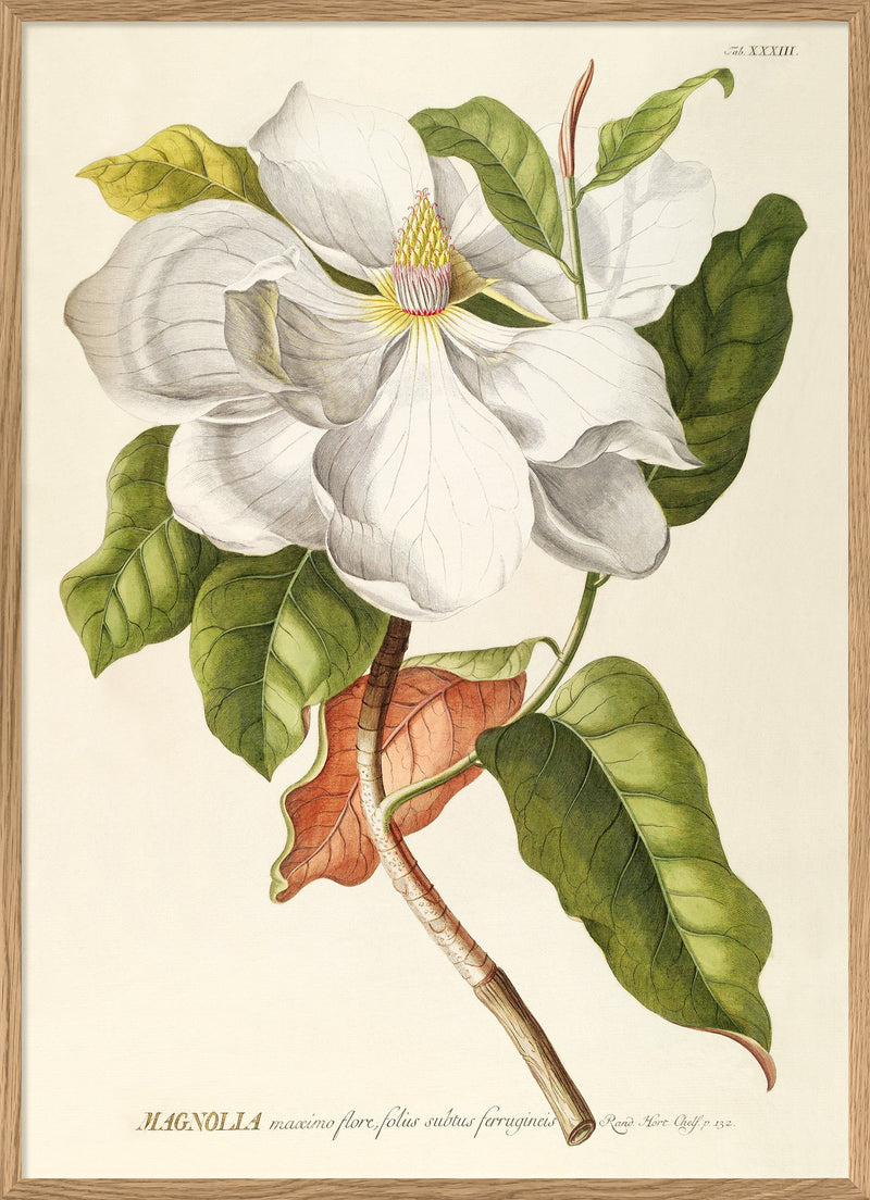 Bilde Magnolia