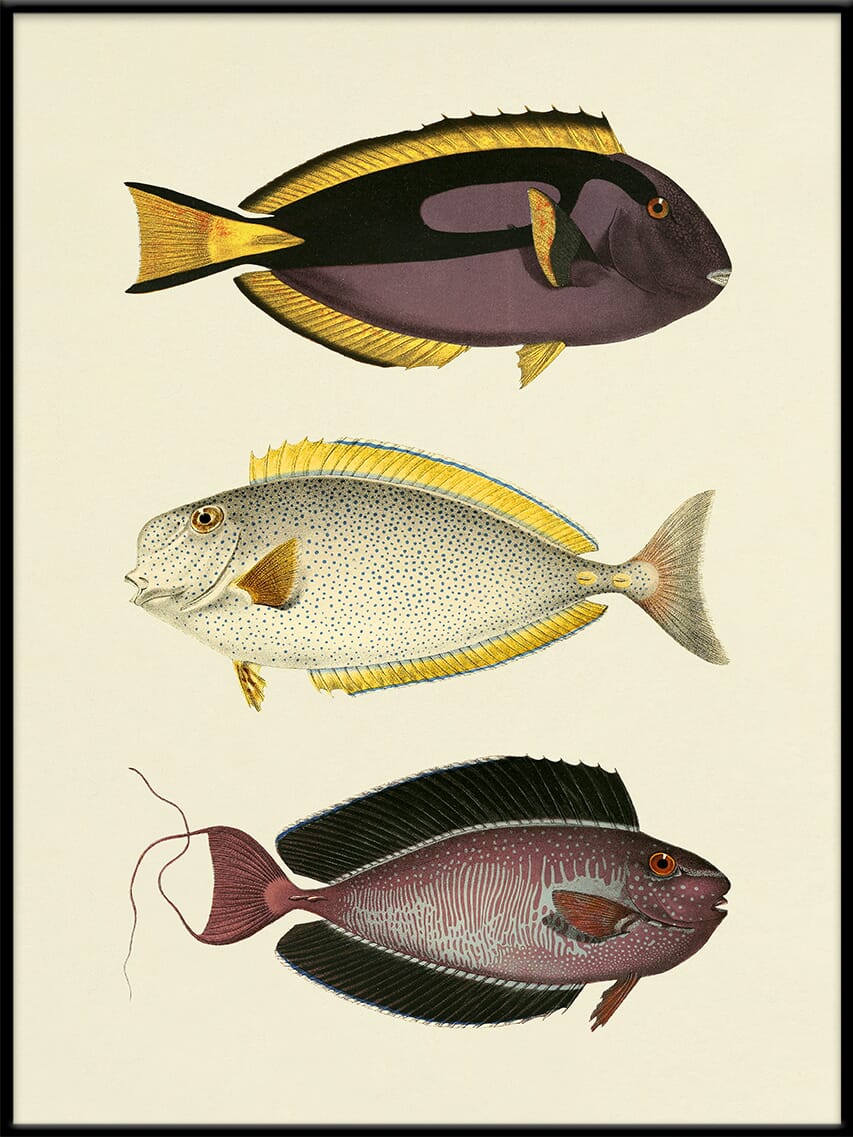 Bilde The Fishes 70x100 - Bilde 3