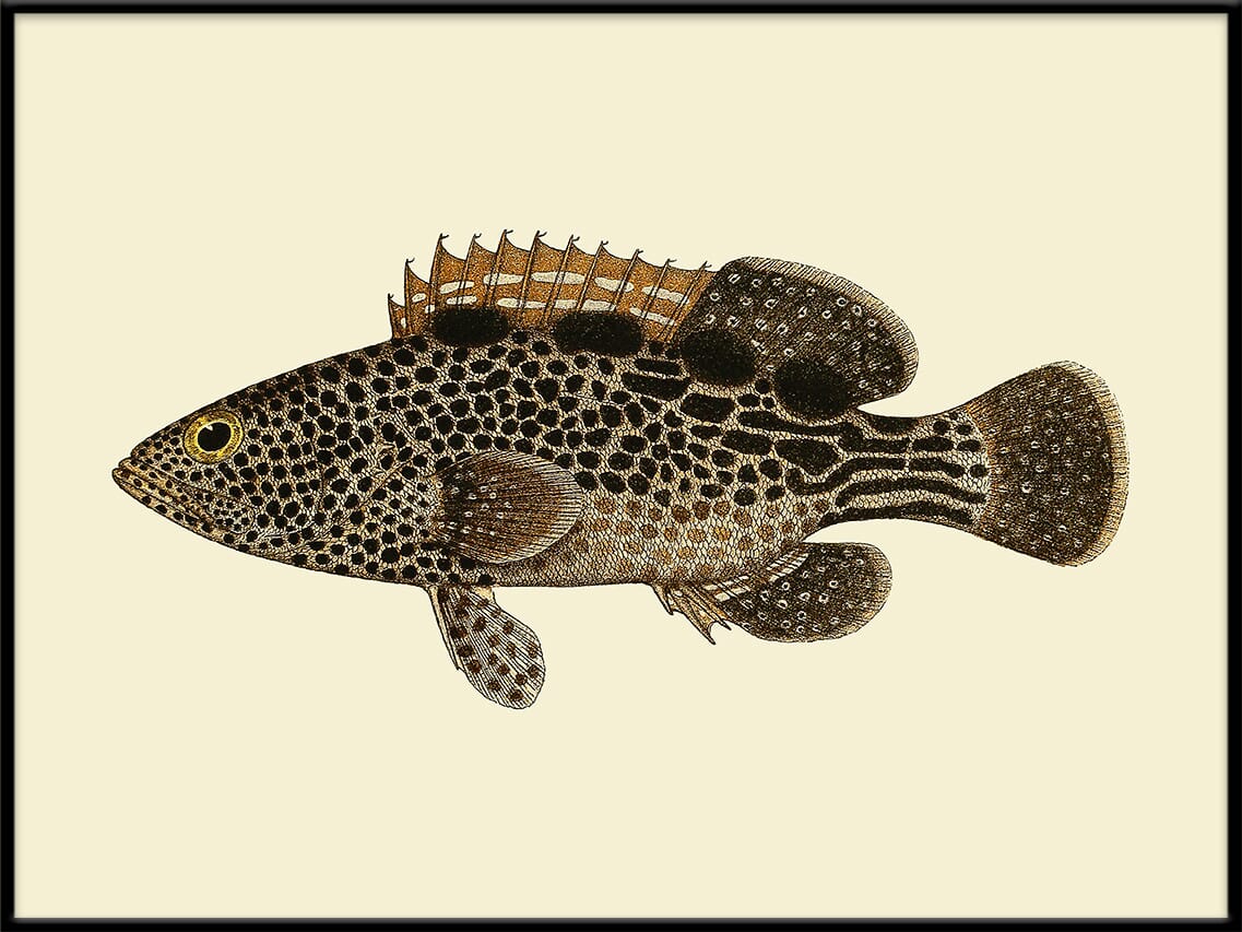 Bilde Brown Dots - Bilde 3