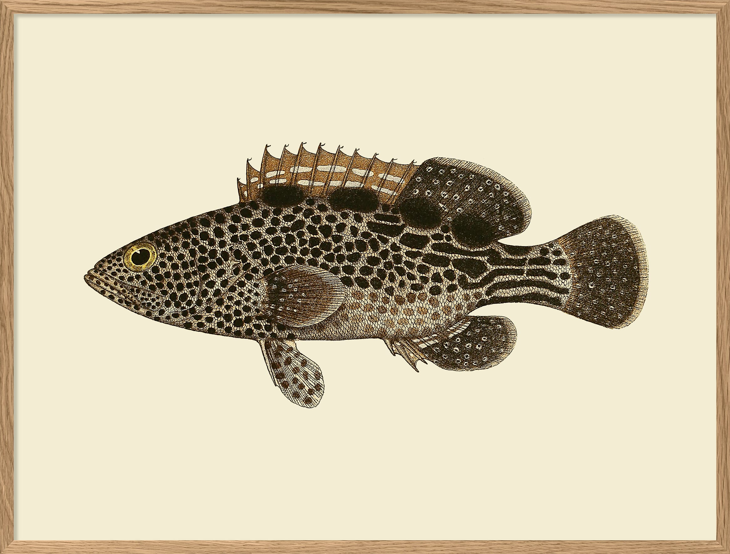 Bilde Brown Dots - Hovedbilde