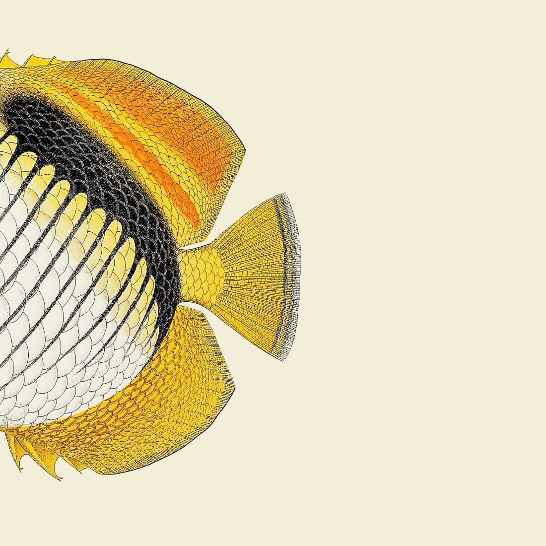 Bilde Half Fish White Yellow Right - Bilde 2