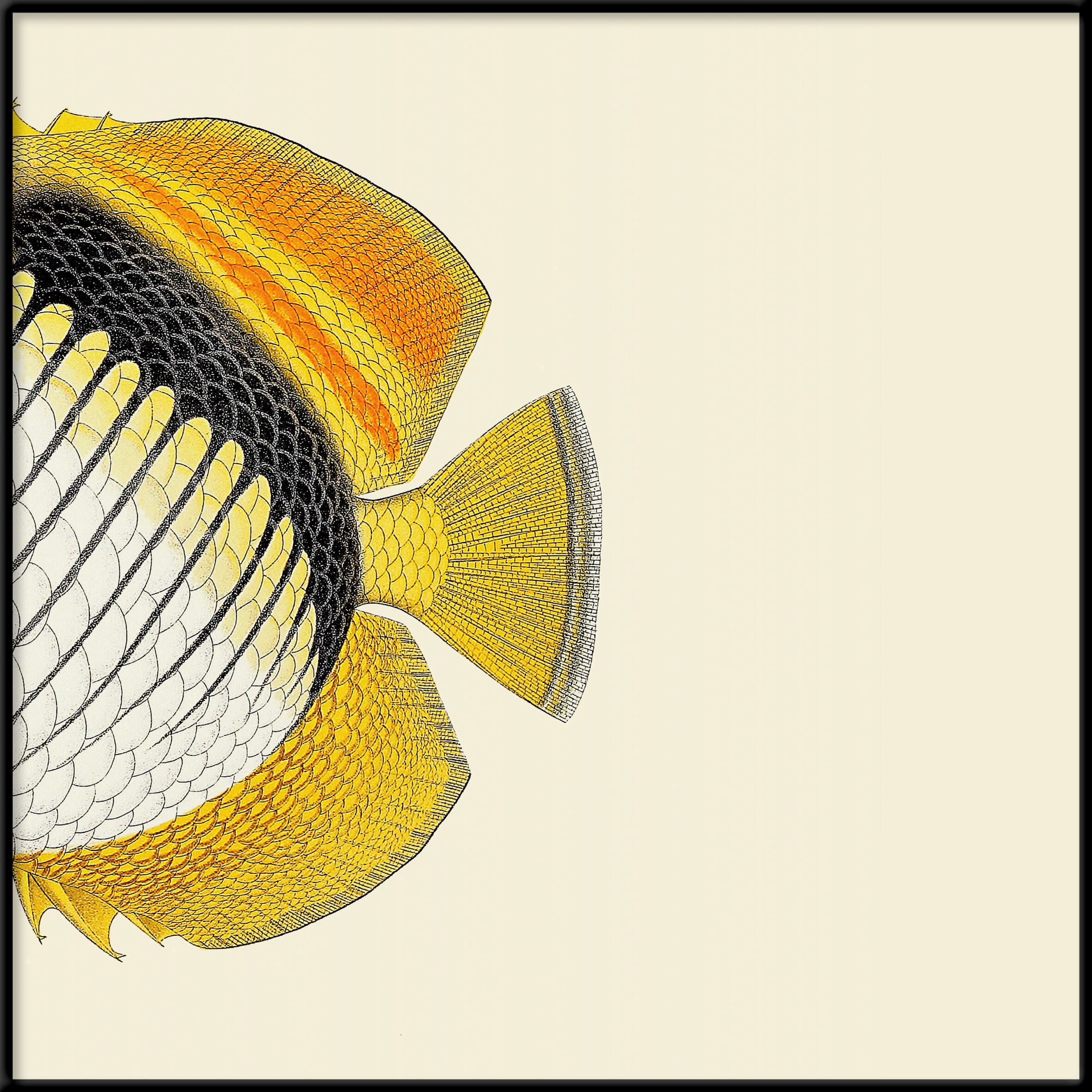 Bilde Half Fish White Yellow Right - Bilde 3