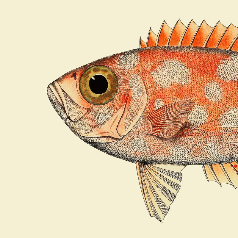 Bilde Blotched Bigeye Head