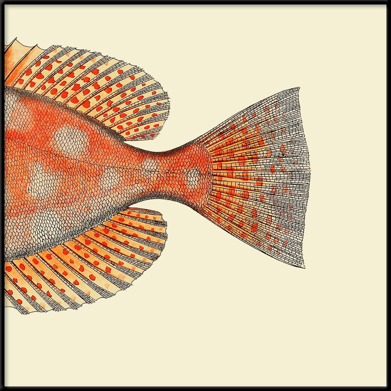 Bilde Blotched Bigeye Tail