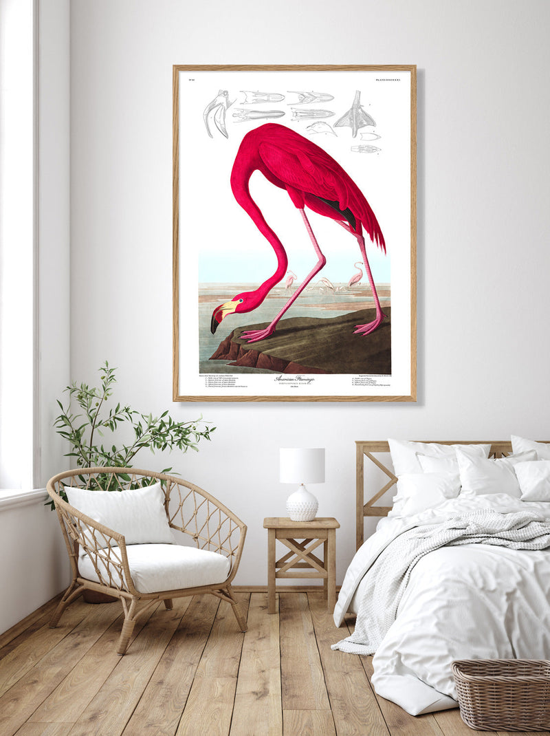 Bilde American Flamingo