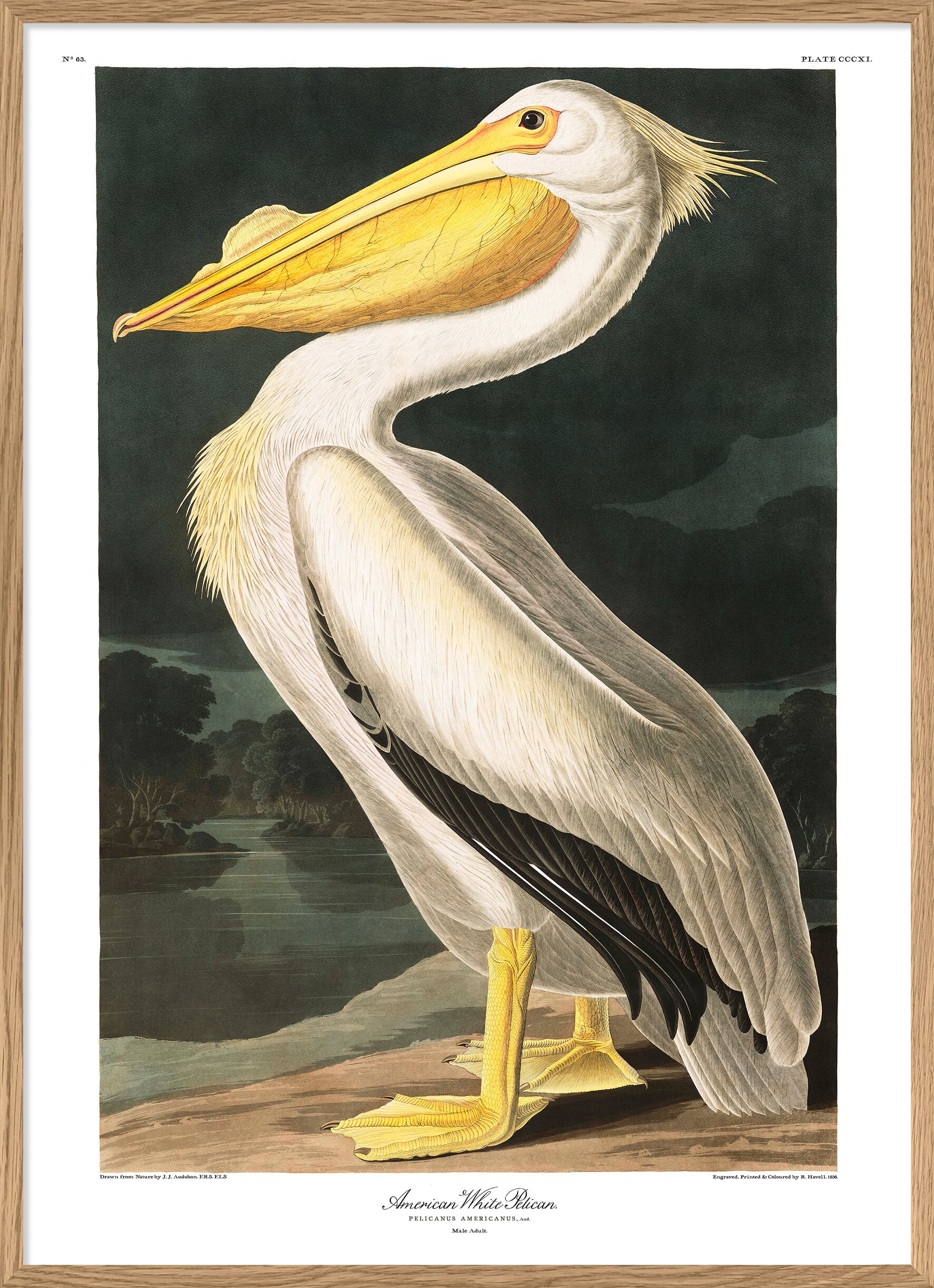 Bilde American White Pelican - Bilde 3