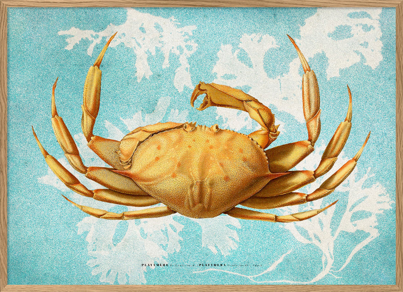 Bilde Platymera 30x40