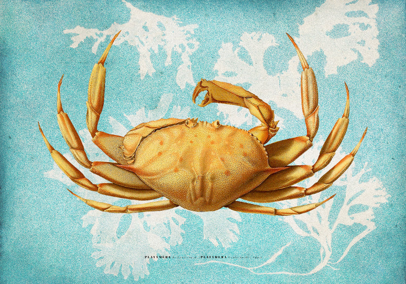 Bilde Platymera 30x40