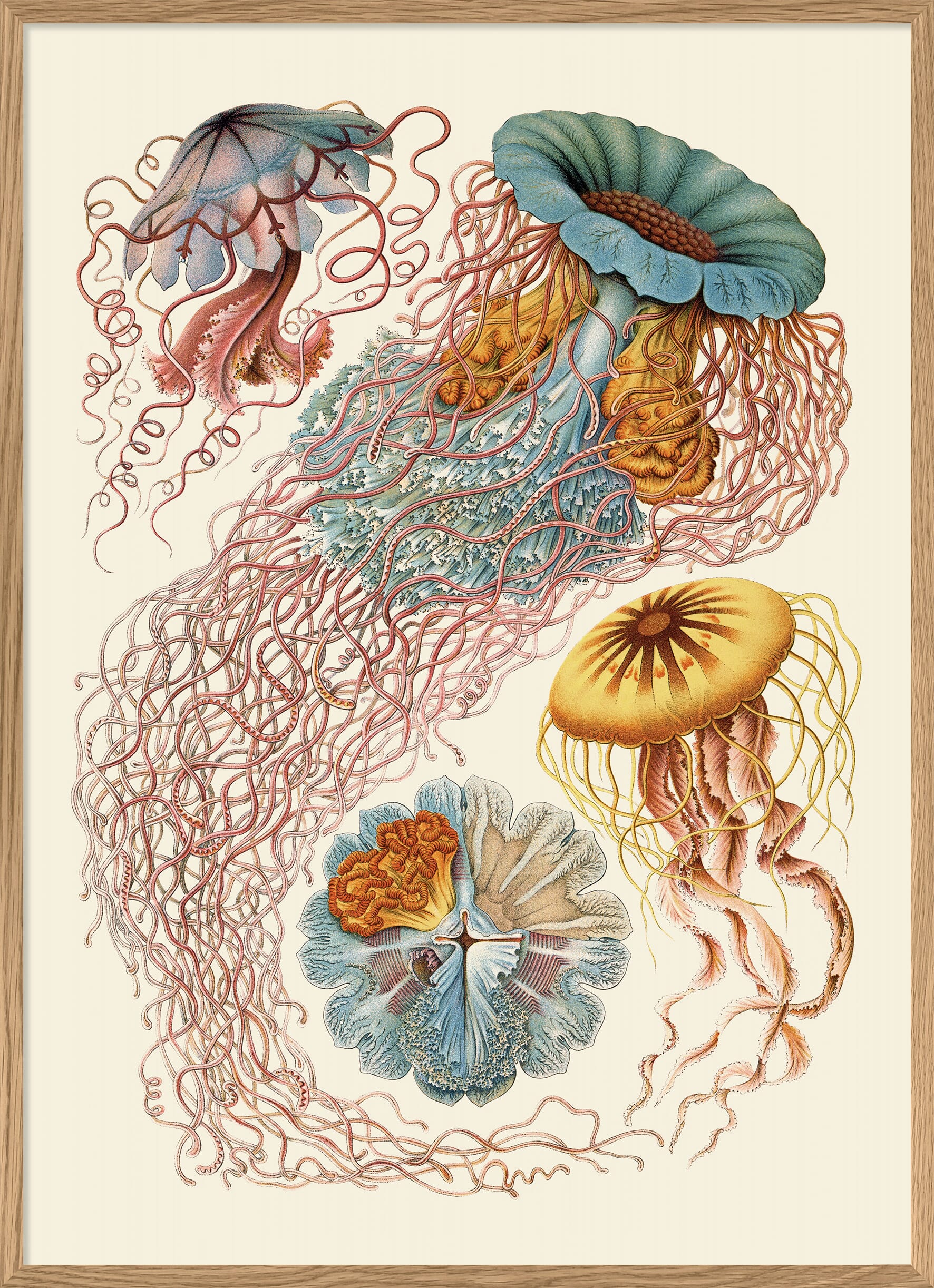 Bilde Discomedusae