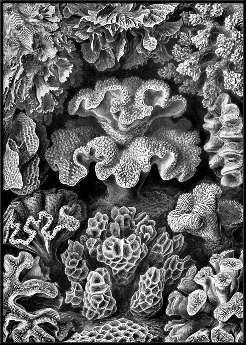 Bilde Hexacoralla