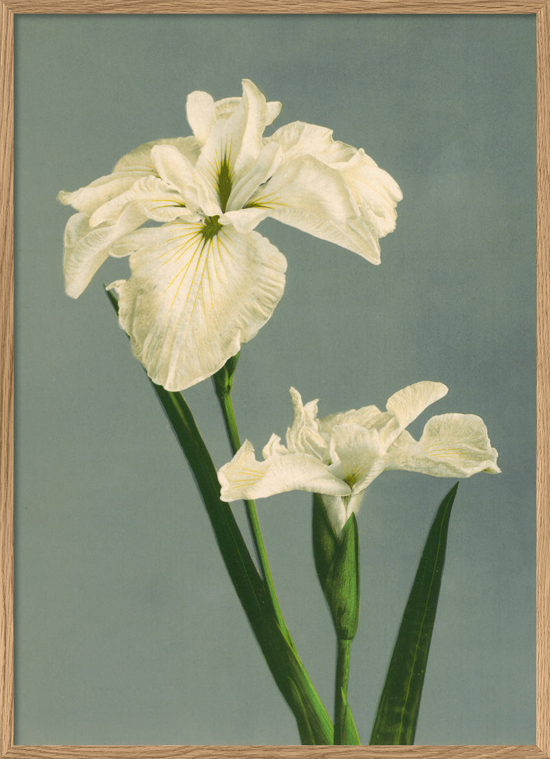 Bilde Iris Laevigata
