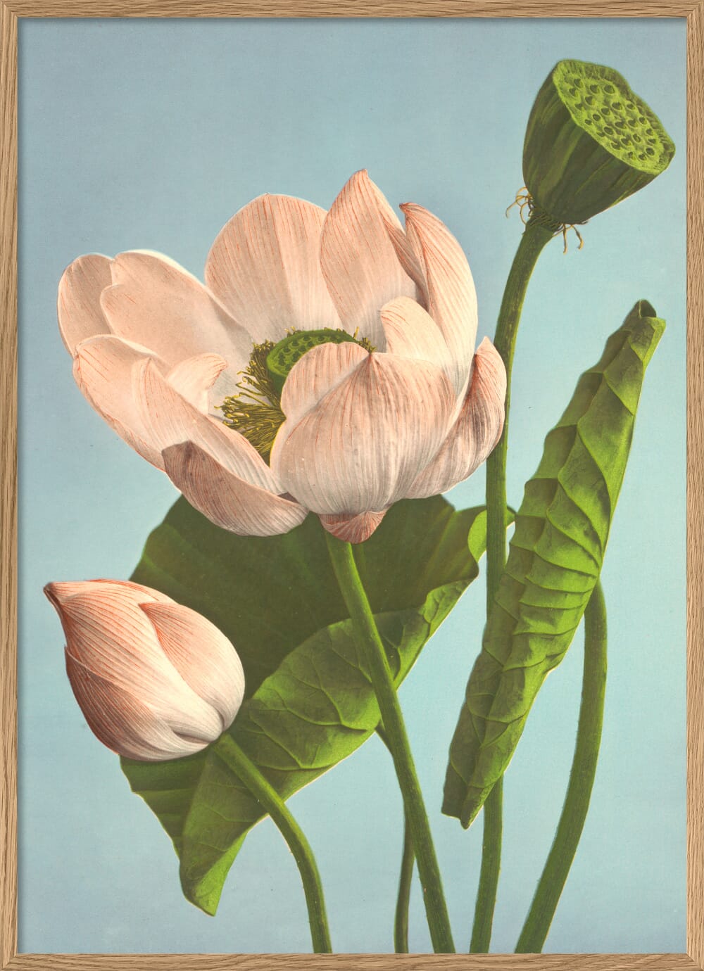 Bilde Tripple Lotus