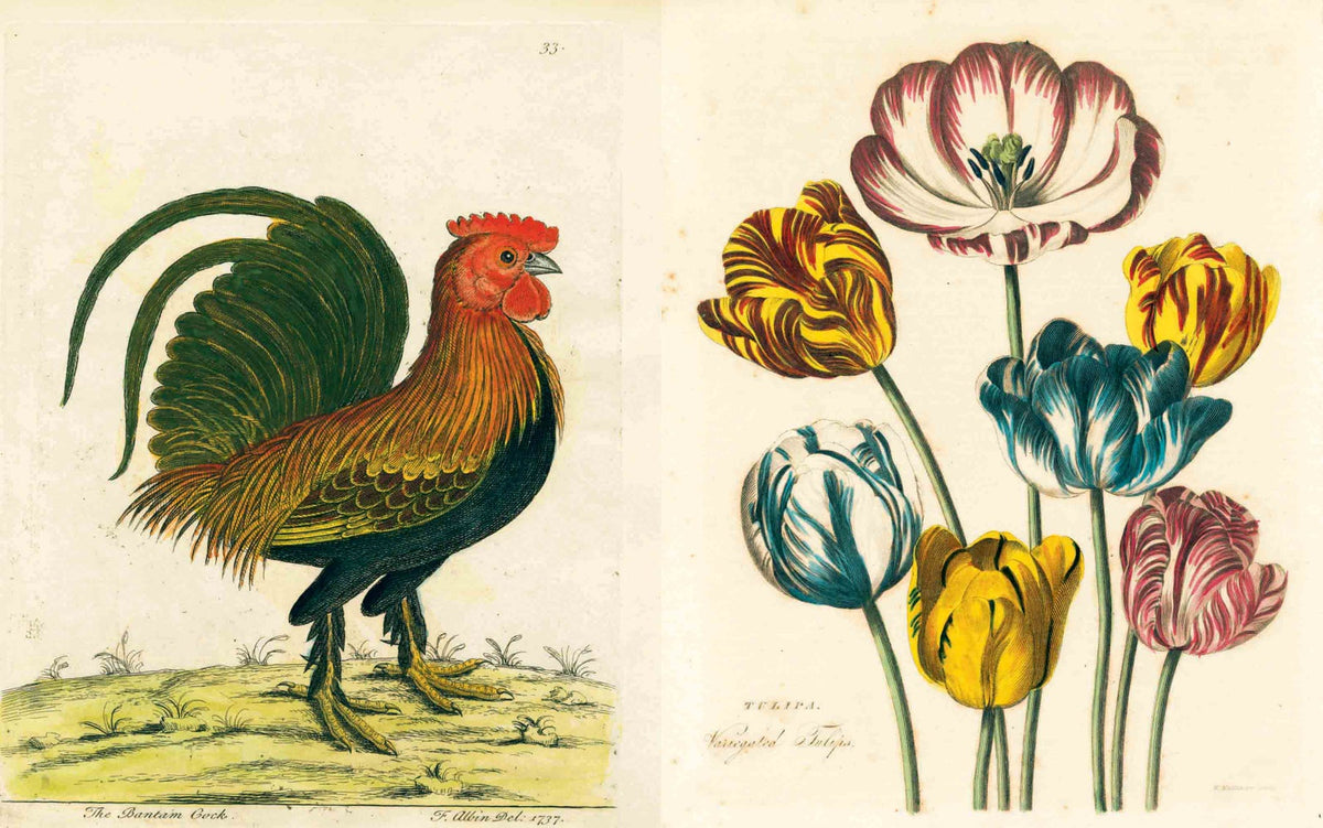 Boken John Derian Picture book