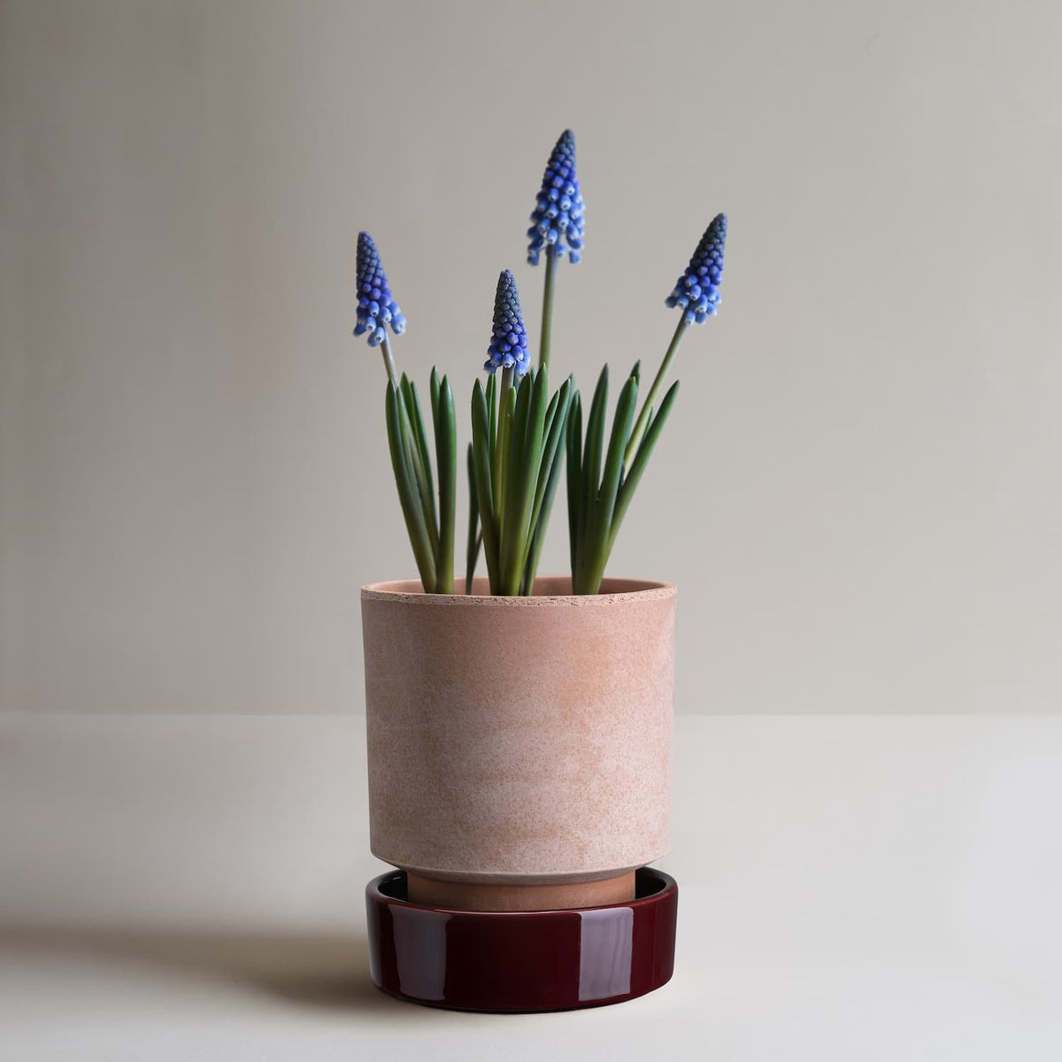 Potte Hoff Rosa/Burgundy Ø14