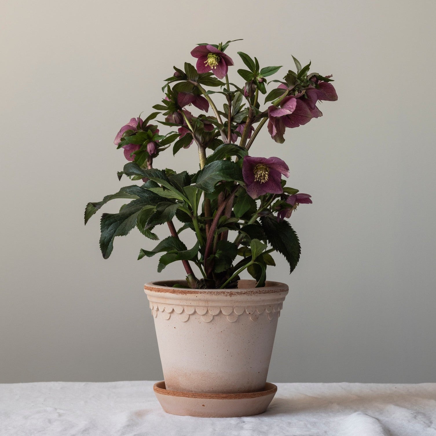 Københavner Krukke Rose 21x19