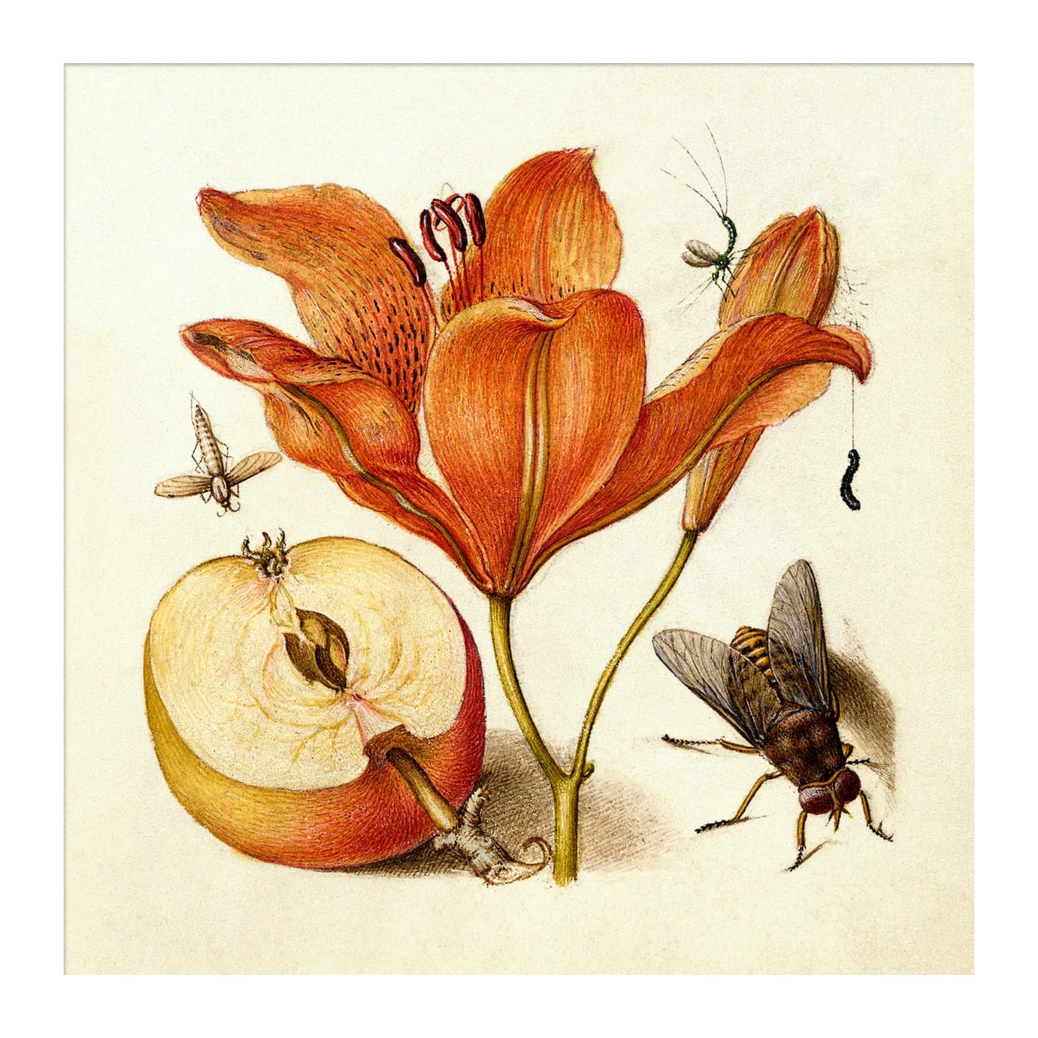 Bilde Orange Lily 61x61