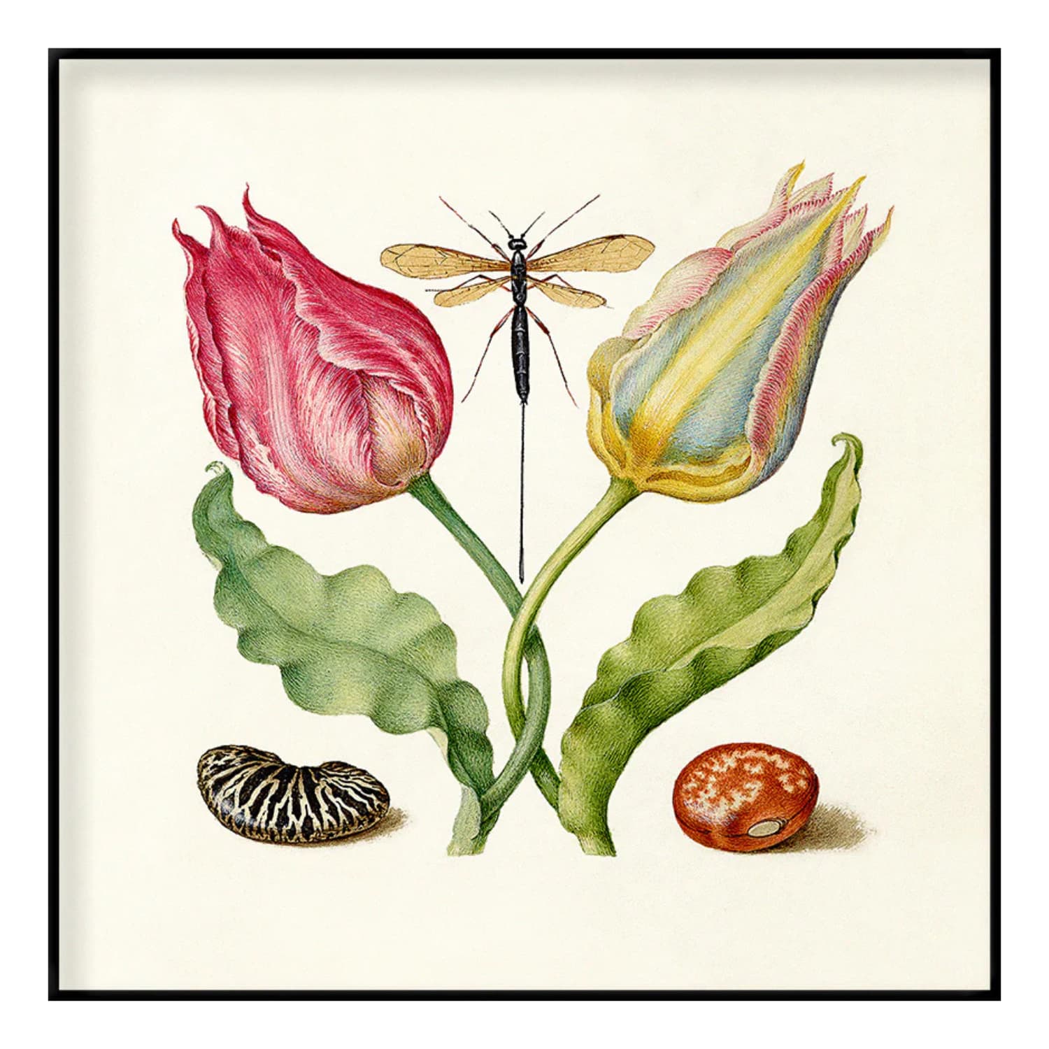 Bilde Tulips and Beans 61x61