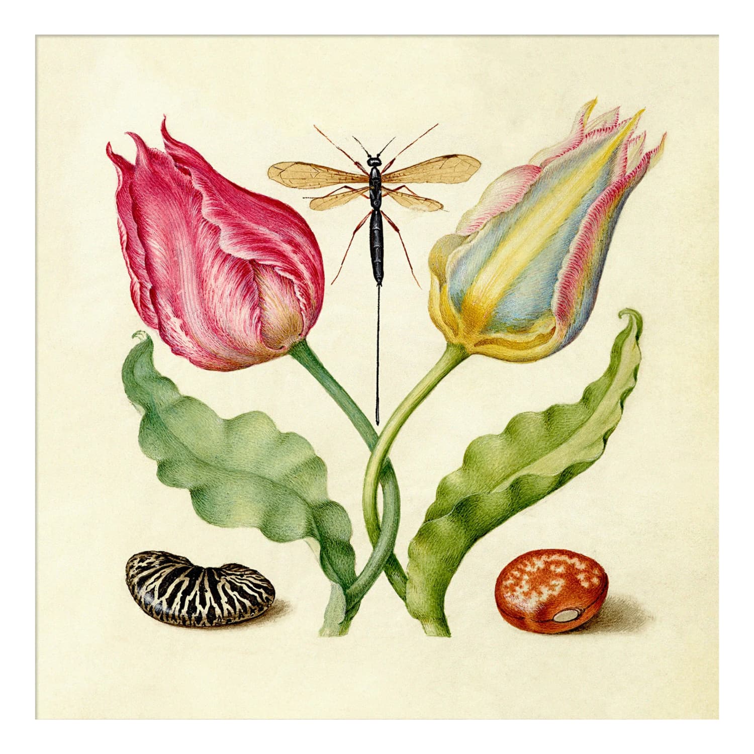 Bilde Tulips and Beans 61x61