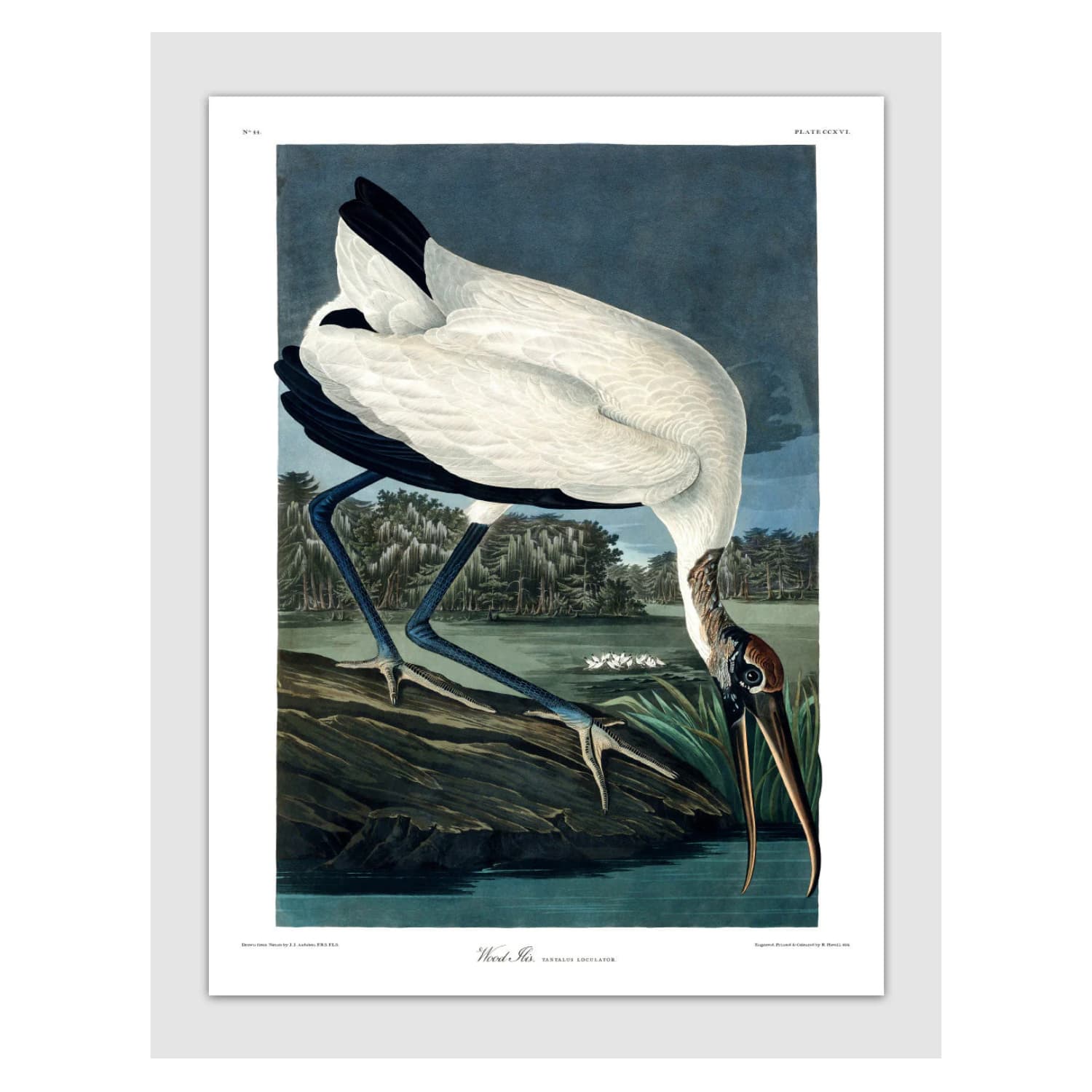 Bilde Wood Ibis