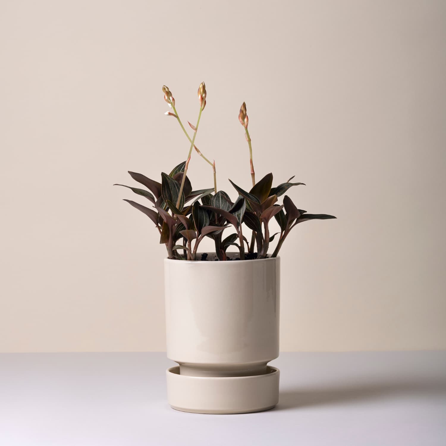 Hoff Potte Sandstone Ø:12