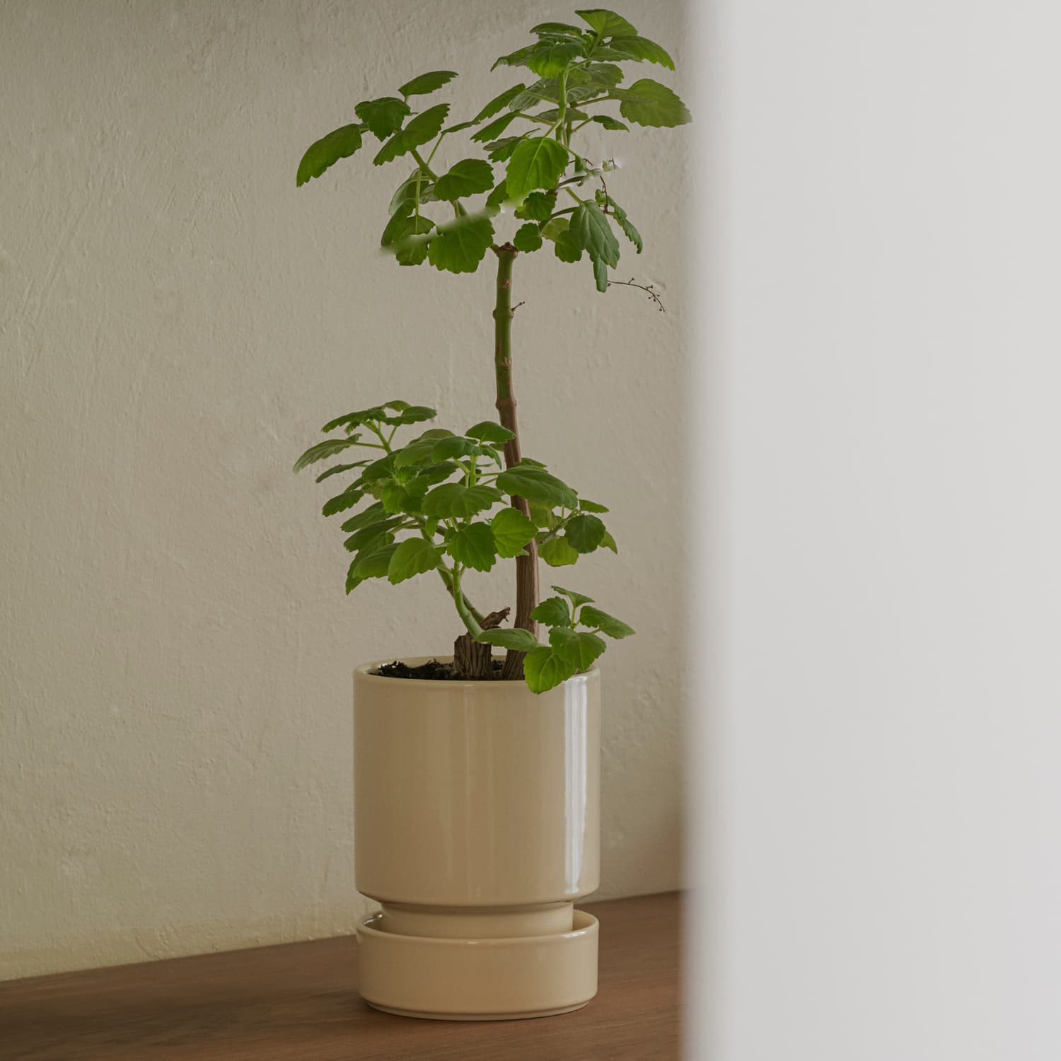 Hoff Potte Sandstone Ø:12