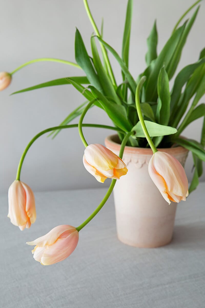 Københavner Krukke Rose HØY 14x19 cm - Bilde 3