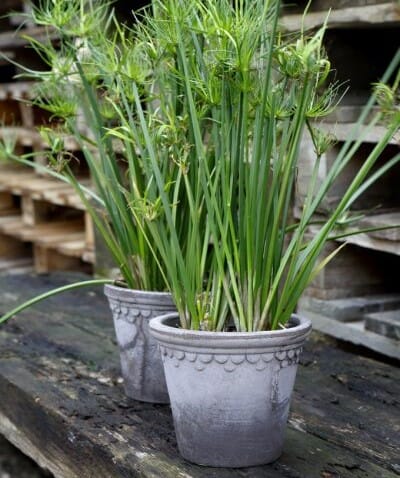 Københavner Krukke Grå 25x22 - Bilde 3