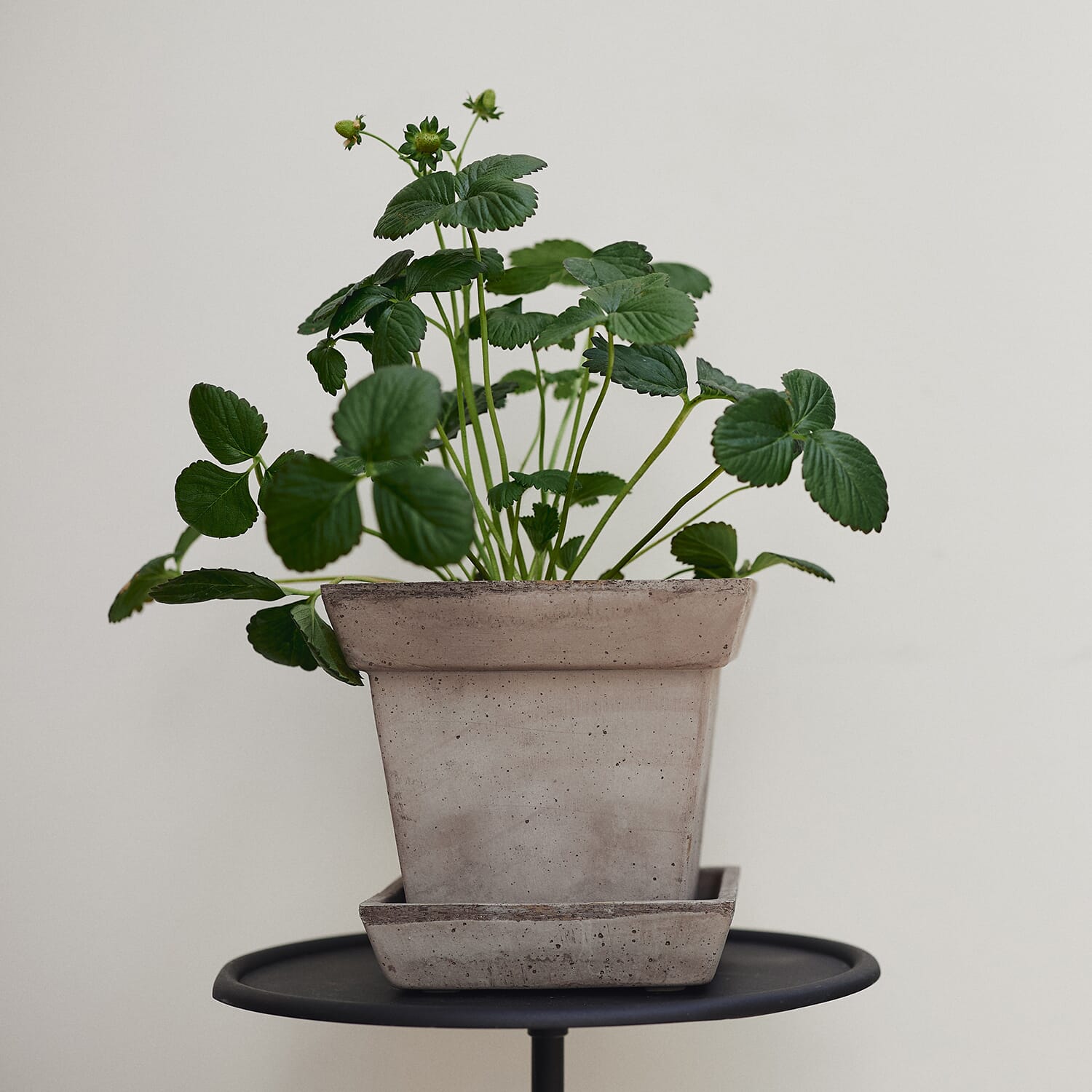 Gaia Raw Grey Ø21 - Bilde 6