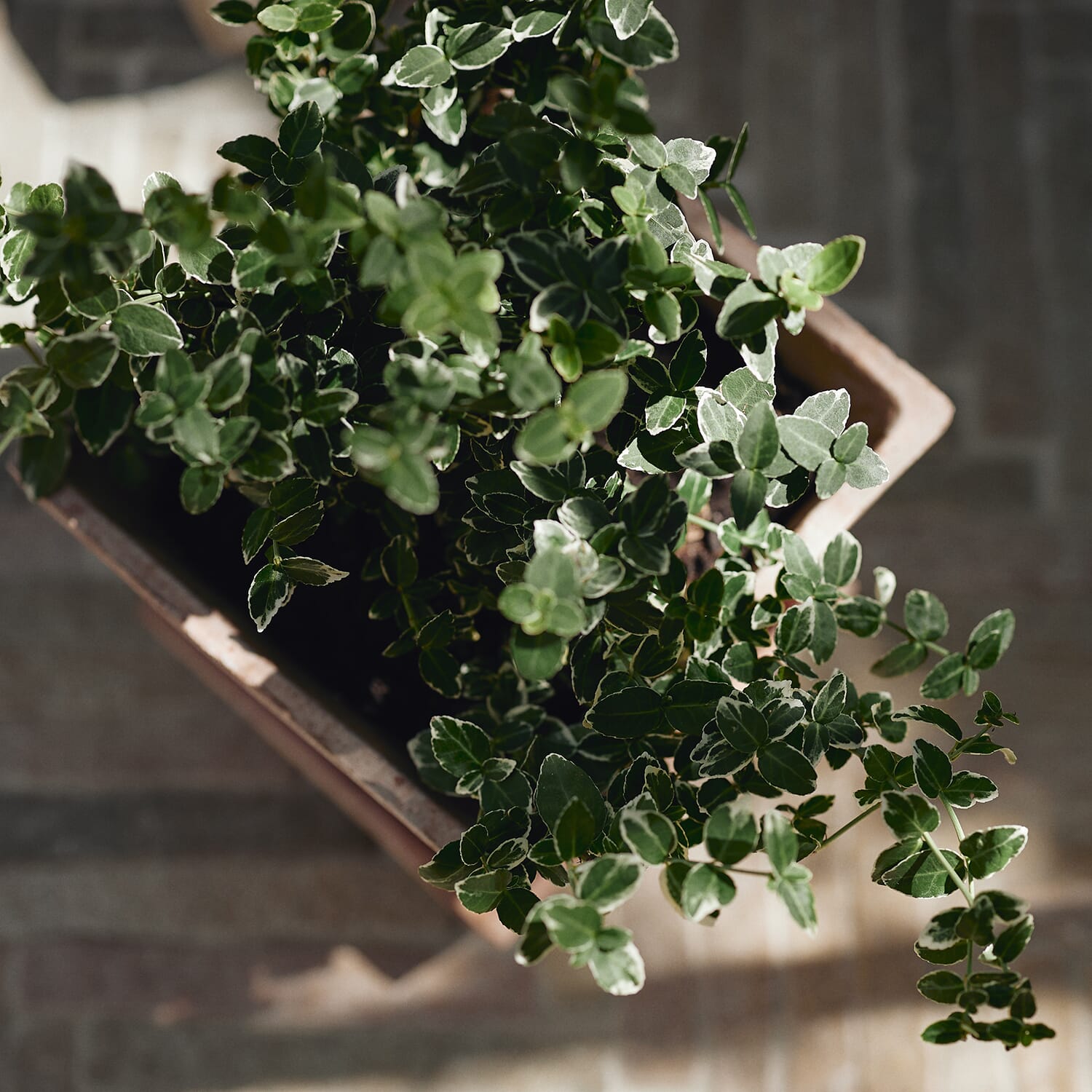 Gaia Raw Rosa Ø25 - Bilde 6