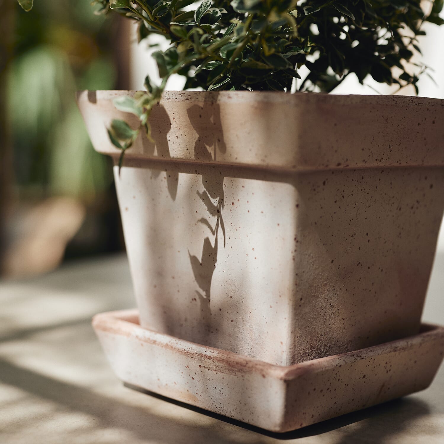 Gaia Raw Rosa Ø25 - Bilde 2