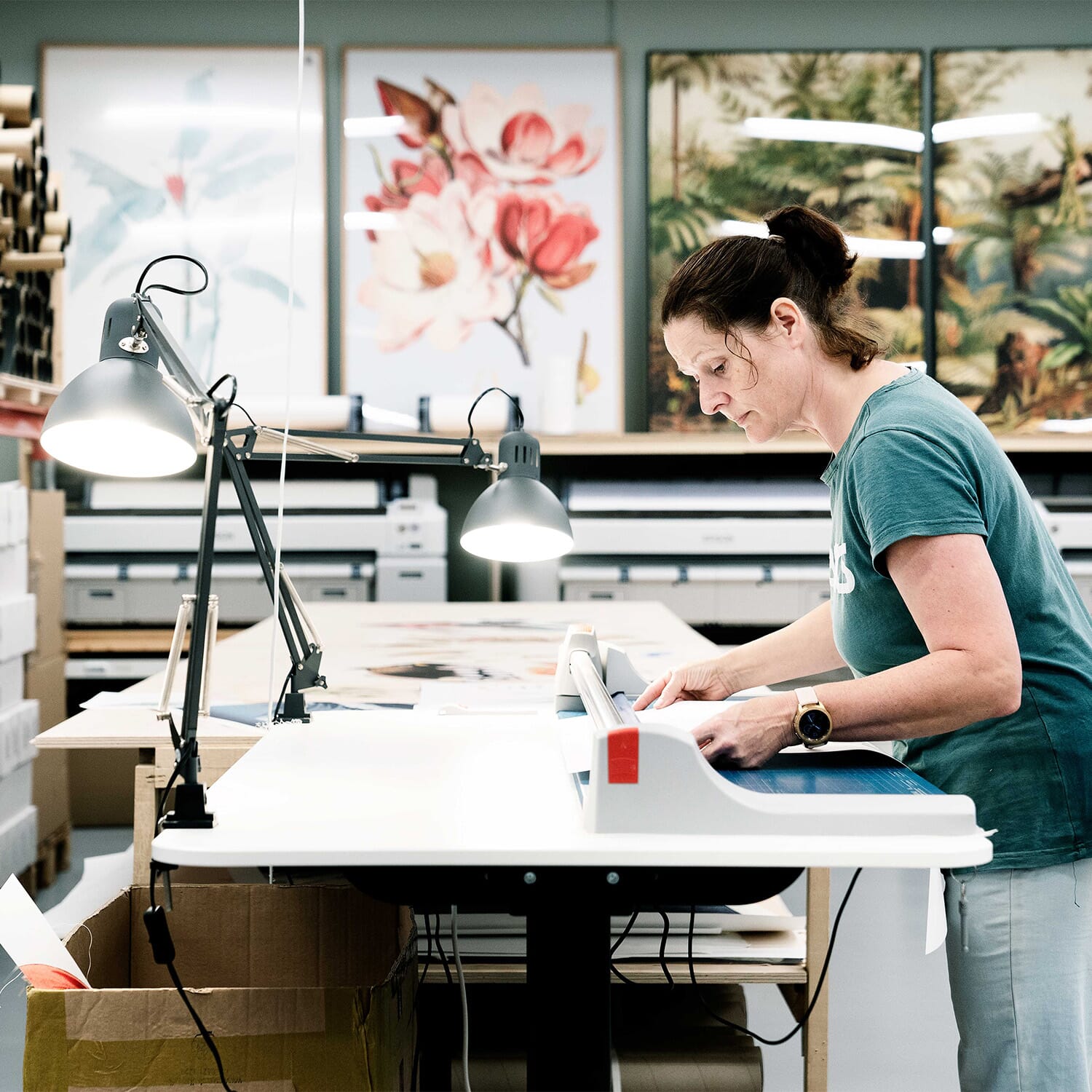 Bilde Livistona Humilis - Bilde 9