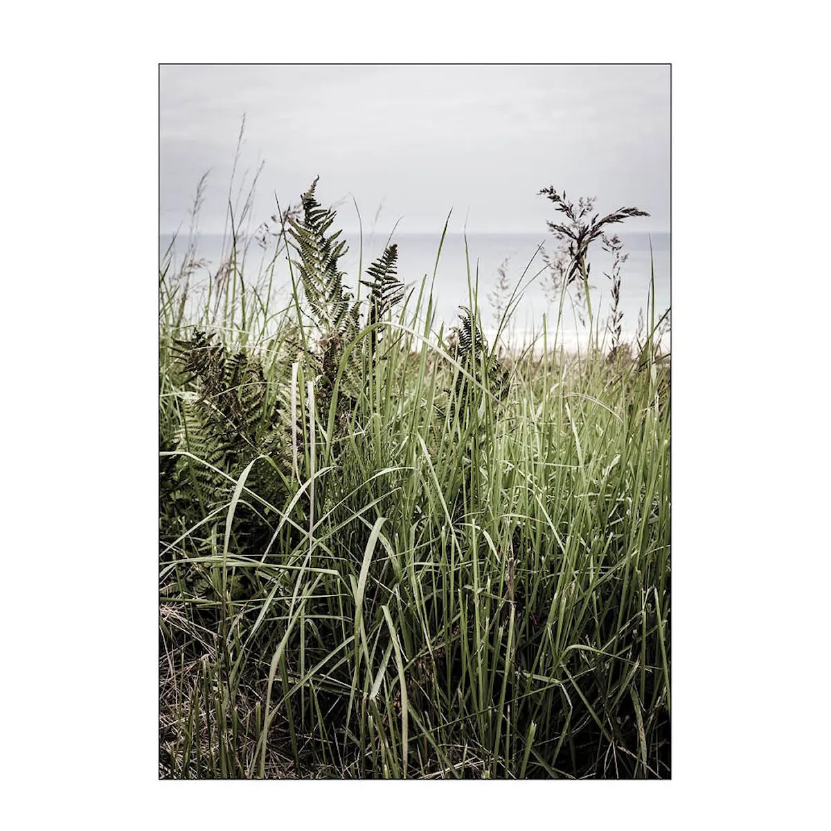 Svinekløv Poster and Frame
