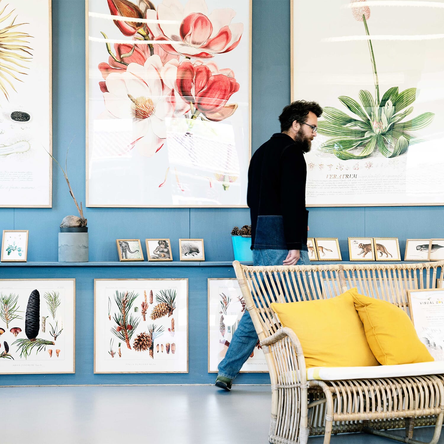 Bilde Iris Laevigata - Bilde 2