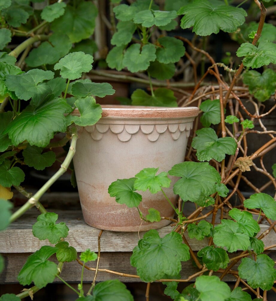 Københavner Krukke Rose 12x11 - Bilde 5