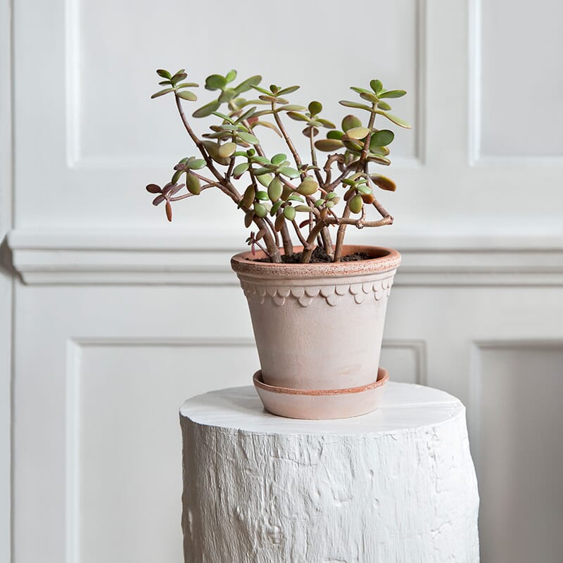 Københavner Krukke Rose 12x11 - Bilde 2