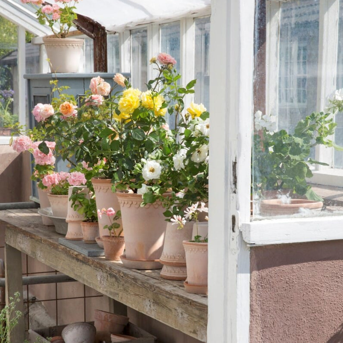 Københavner Krukke Rose 16x14 - Bilde 8