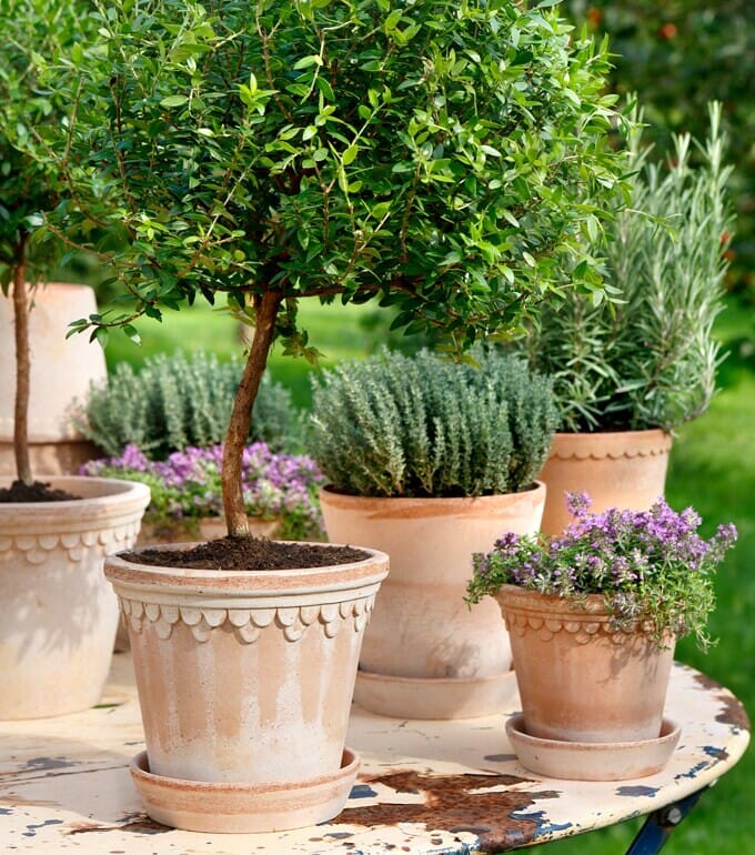 Københavner Krukke Rose 21x19 - Bilde 8