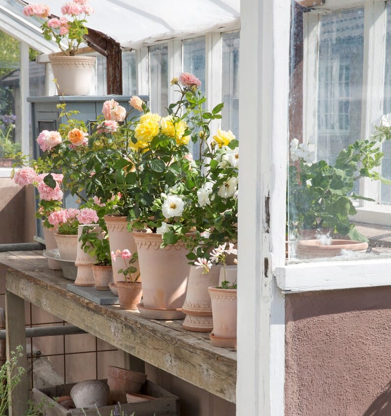 Københavner Krukke Rose 21x19 - Bilde 7