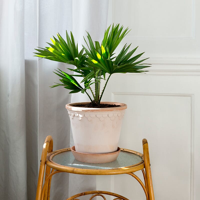 Københavner Krukke Rose 21x19 - Bilde 2