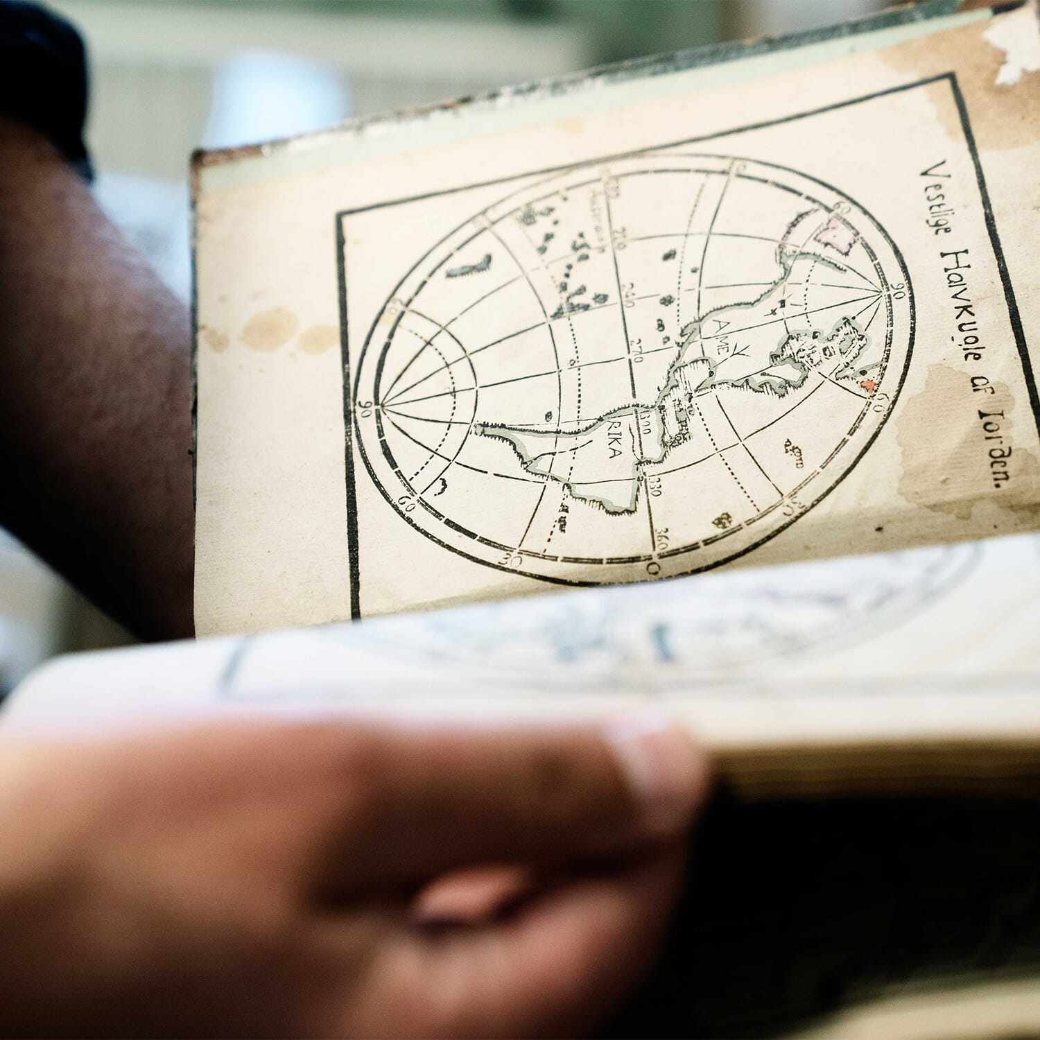 Bilde Iris Laevigata - Bilde 4