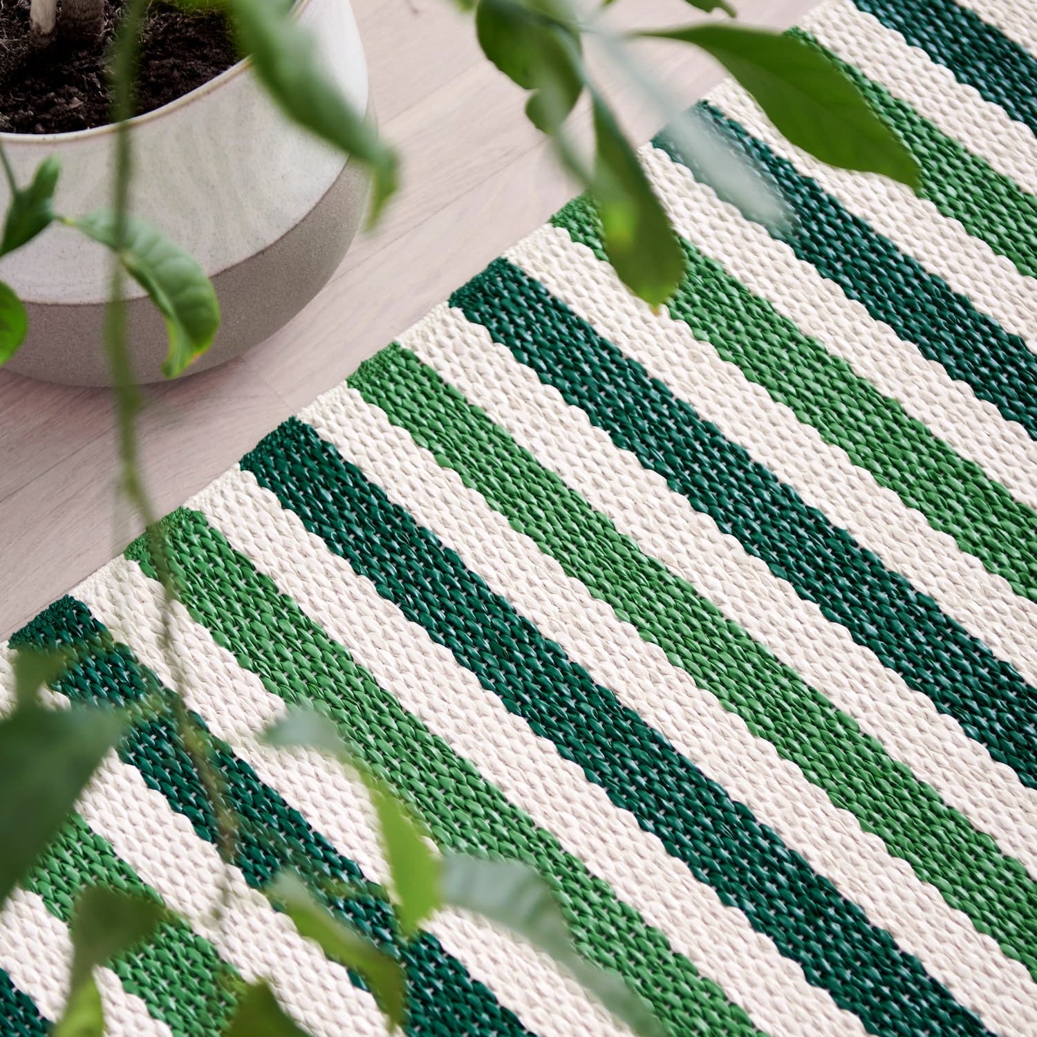 Teo Dark Green/Grass Green/Vanilla