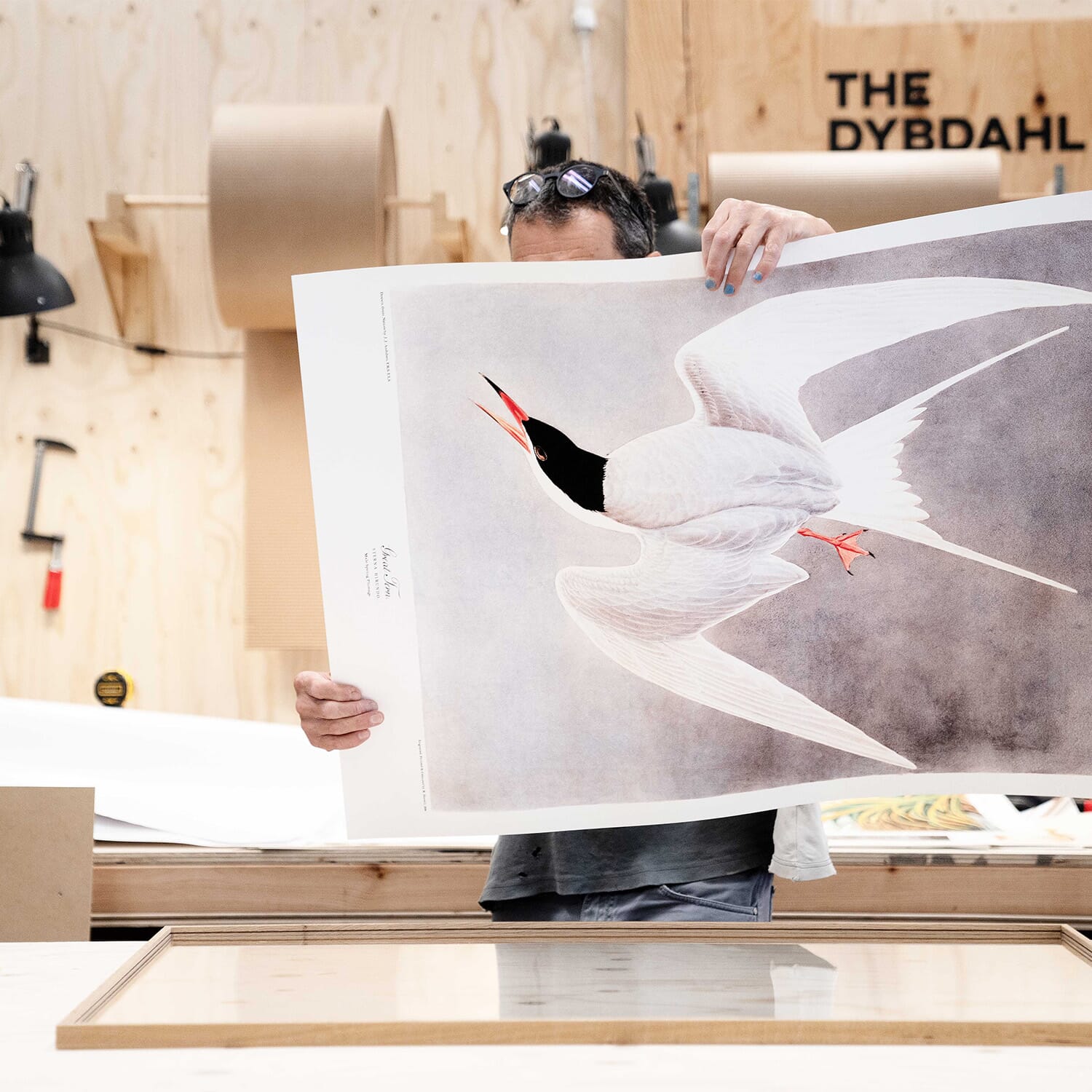 Bilde Alsophila - Bilde 4